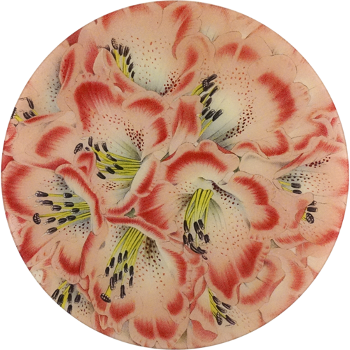 Rhododendron Nilagiricum Rhododendron Nilagiricum - Rhododendron (500x500), Png Download