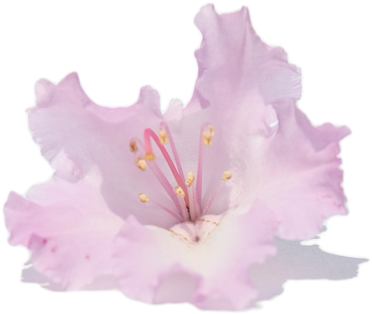 Bleed Area May Not Be Visible - Transparent Background Shower Curtain (600x600), Png Download