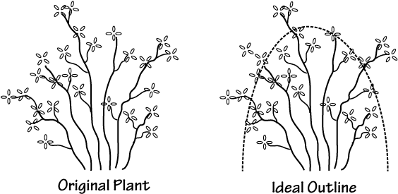Rhododendron Before Pruning - Pruning Roses In Summer (600x316), Png Download