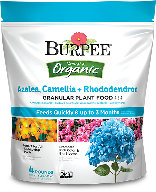 Azalea, Camellia Rhododendron Granular - Rhododendron (1065x641), Png Download