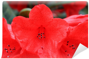 Wallpaper (400x400), Png Download