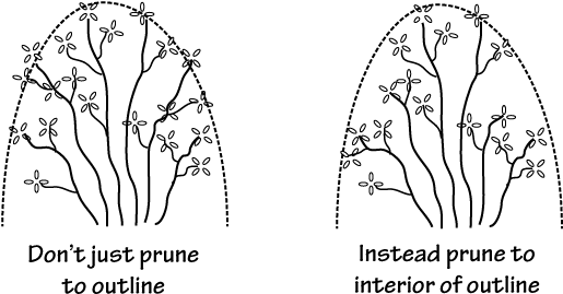 Pruning Rhododendron To A Profile - Pruning Rhododendron (559x307), Png Download