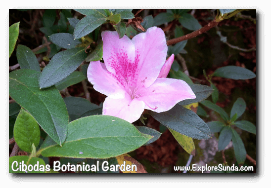 Rhododendron Garden - Cibodas Botanical Garden (548x381), Png Download