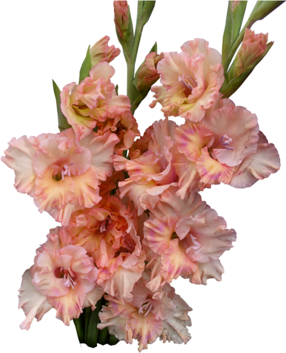 Gladiolus Png Photos - Gladiolus Png (600x734), Png Download
