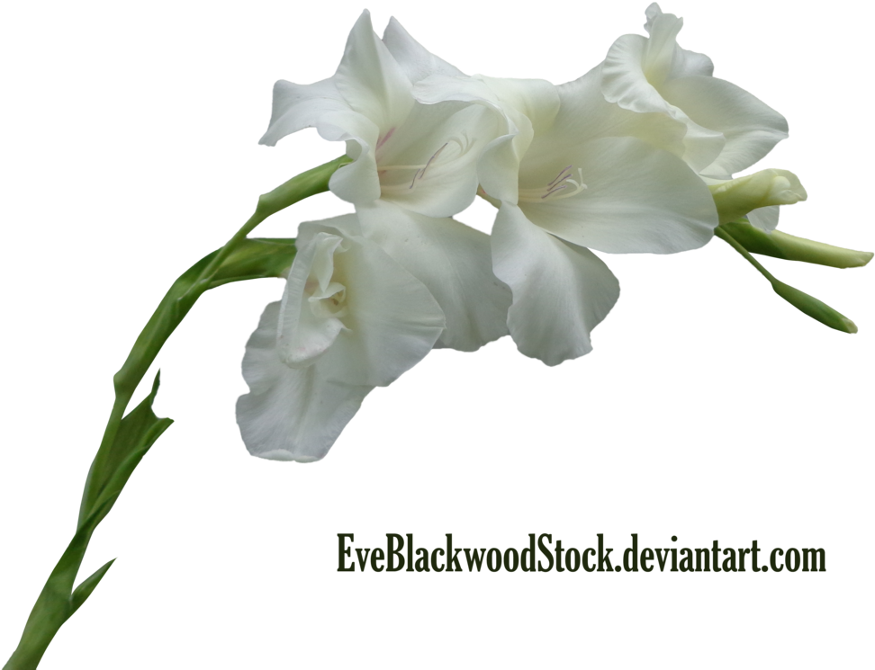 Gladioli 3 By Eveblackwoodstock - White Iris Flower Png (1018x784), Png Download