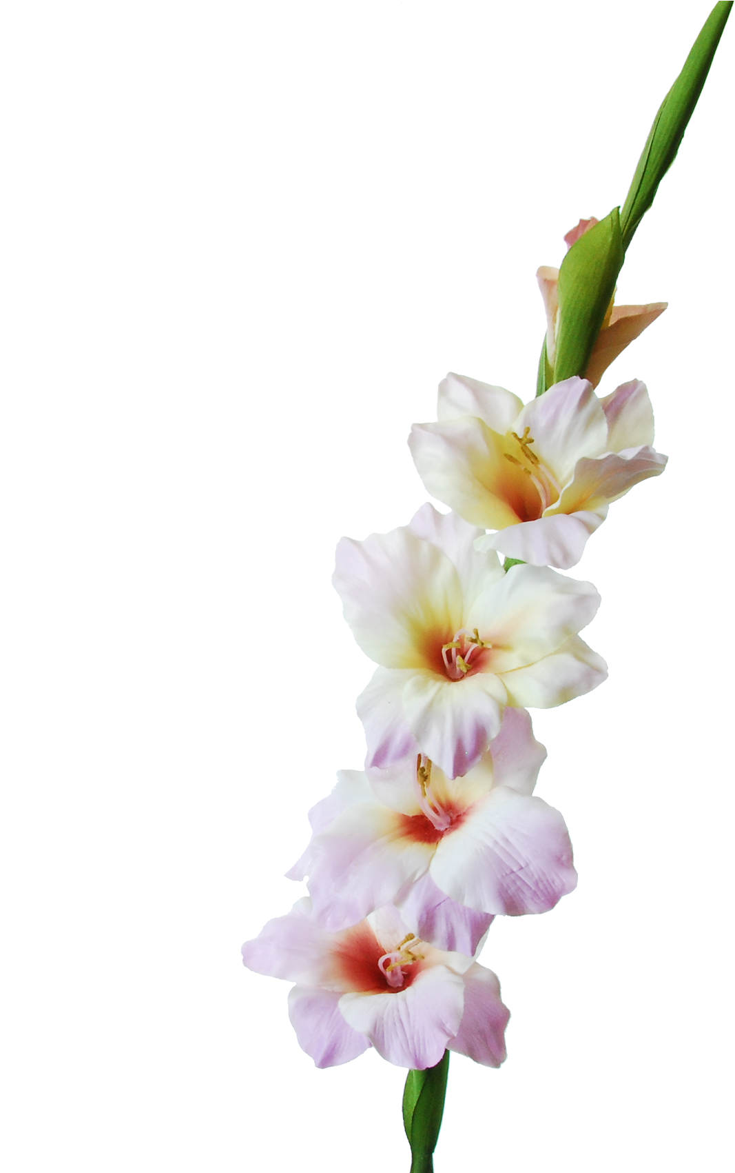 Gladiolus (1700x1700), Png Download