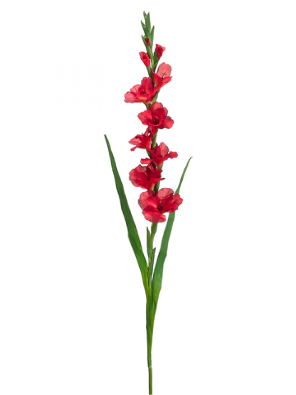 5" Gladiolus Spray Red - Silk Plants Direct Gladiolus Spray - Red - Pack (800x800), Png Download