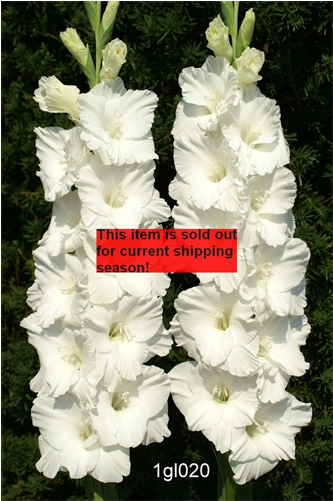 Gladiolus White - (5) Beautiful Flowering Perennials, Sword Lily, Gladiolus (500x500), Png Download