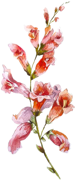 Report Abuse - Flower (296x711), Png Download