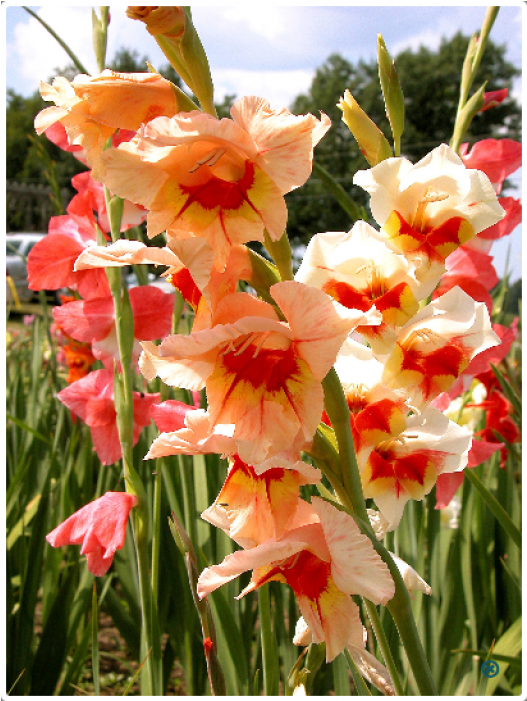 Bio Colour Gladiolus (700x700), Png Download