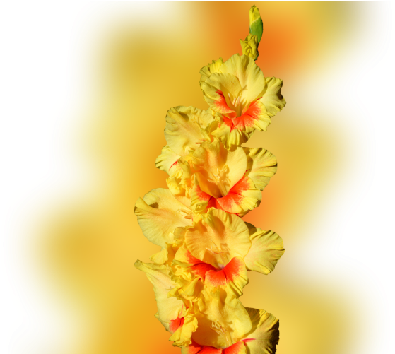 Color Palette Ideas From Flower Flowering Plant Yellow - Gladioli Notebook (700x500), Png Download