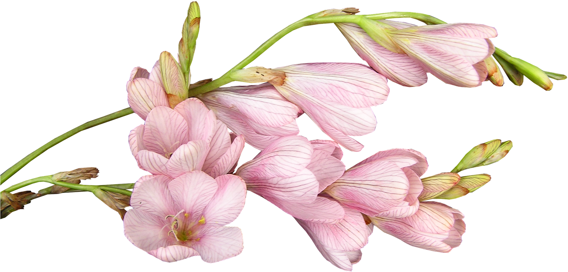 Flower-2903559 1920 - Shutter Stock (1920x1033), Png Download