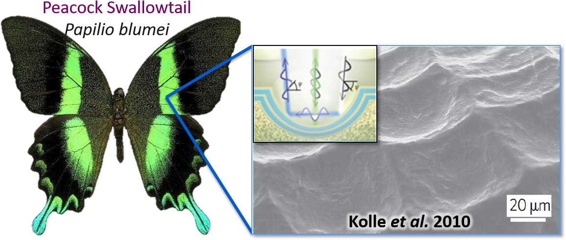 Aaron Pomerantz On Twitter - Rhythm - Marc Vedo - Download (1163x528), Png Download