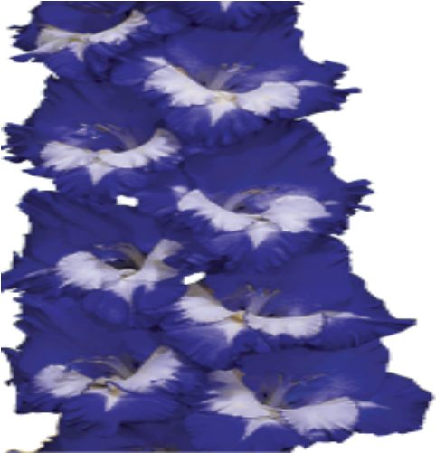 Gladiolus Us Novelty Blue Skies Spring Bulb - Delphinium (500x500), Png Download