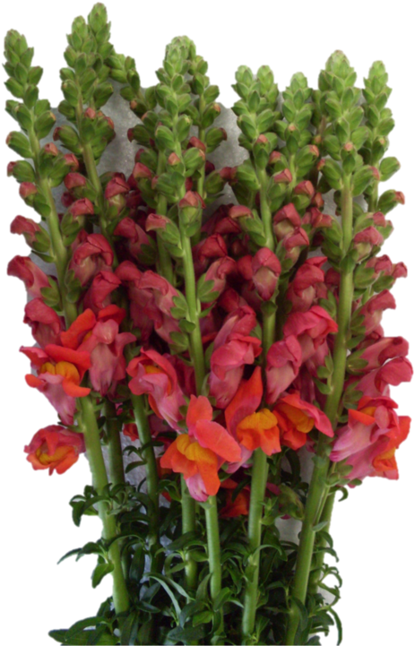 This Fresh Cut Wholesale Flowers Are Know As Symbols - Qualcomm Snapdragon (580x773), Png Download
