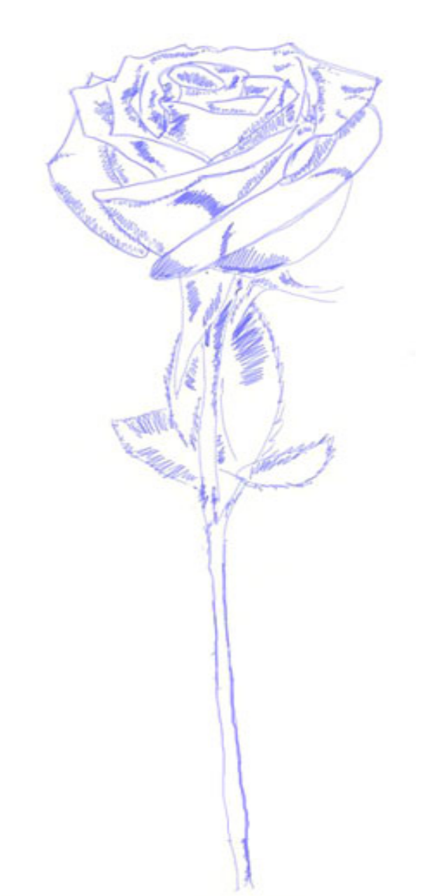 At The End Of A Rose Shoot, We Are Almost Done To Work - Drawing (1280x1280), Png Download