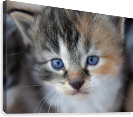 Kitten Face Canvas Print - Artist (429x377), Png Download