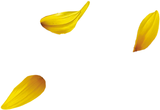 Flower Petal Png - Yellow Flower Petal Png (573x413), Png Download