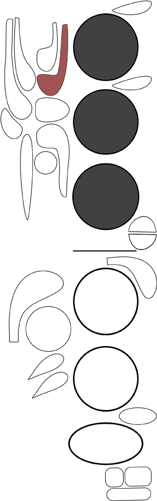 Instruments > Woodwind > Bassoon - Circle (324x1066), Png Download