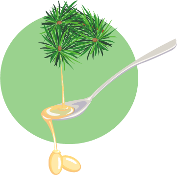 What Does Red Pine Needle Contain - Illustration (361x356), Png Download