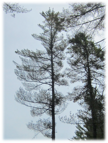 North Country-northeast Kingdom - Pond Pine (374x492), Png Download