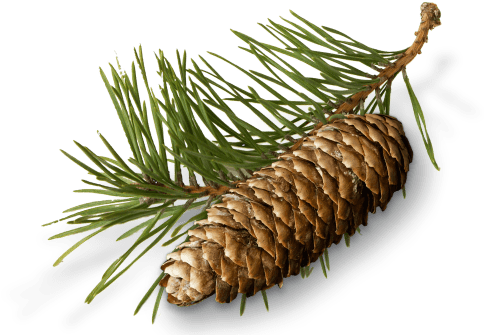 Pine Needles Pine Cone And Needles - Conifer Cone (487x342), Png Download
