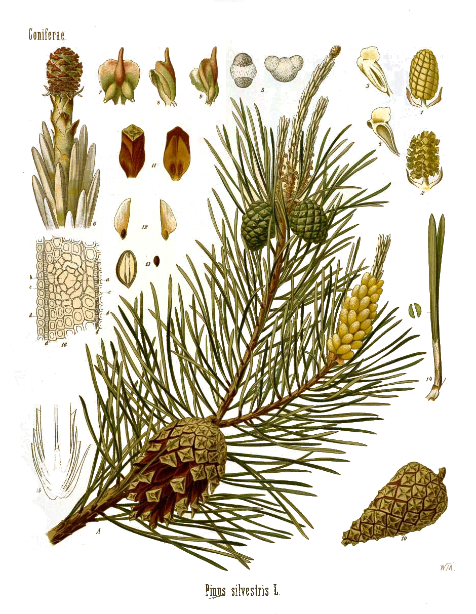 Pine Oil Is Used In Aroma Lamps To Clear Congestion - Medicinal Plants Vintage (973x1256), Png Download