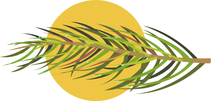 Red Pine Needle - La Gi (726x349), Png Download