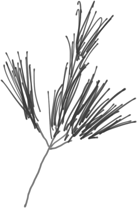 Sketch Of A White Pine Branch - Western Yellow Pine (760x912), Png Download