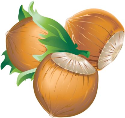 Free Png Hazelnut Png Images Transparent - Chestnut Vector Free (480x480), Png Download