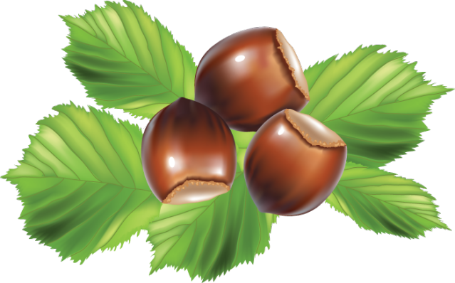 Hazelnut Transparent Png Clip Art Image - Hazelnut Clipart (639x398), Png Download