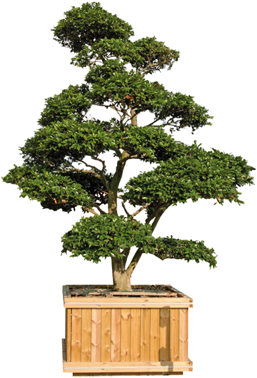 Prices On Request, Plants From 150cm To 270 Cm High - Terrace Garden (360x530), Png Download