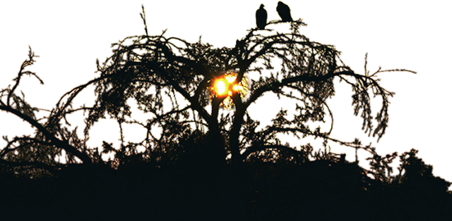 Halloween Graphics - Portable Network Graphics (640x314), Png Download