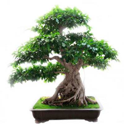 Olive Green Bonsai - Arbol De La Higuera (400x400), Png Download