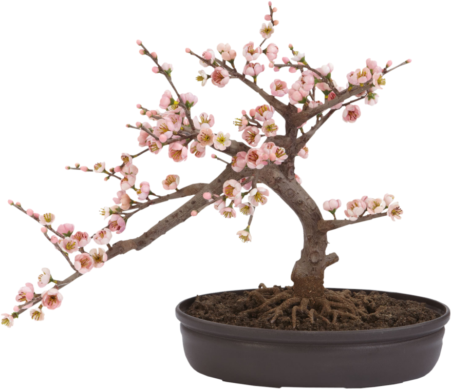 Фото, Автор Cadi - Cherry Blossom Bonsai Tree (900x900), Png Download
