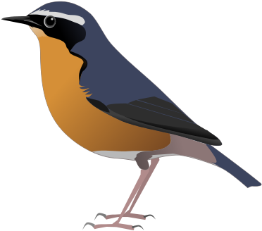 General Shape - Wikimedia Commons (440x440), Png Download