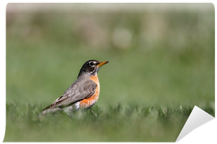 Close Up Shot Of Beautiful Robin Bird Wall Mural • - Photograph (400x400), Png Download