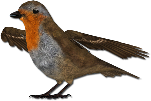 European Robin Png Free Download - Aquila Chrysaetos Hbw (732x493), Png Download