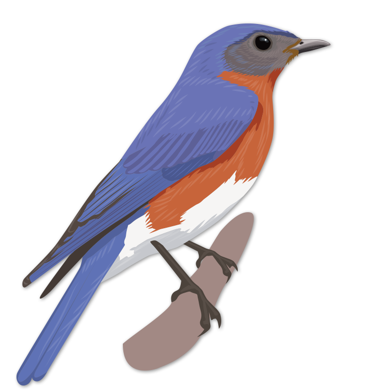 Eastern Bluebird (848x848), Png Download