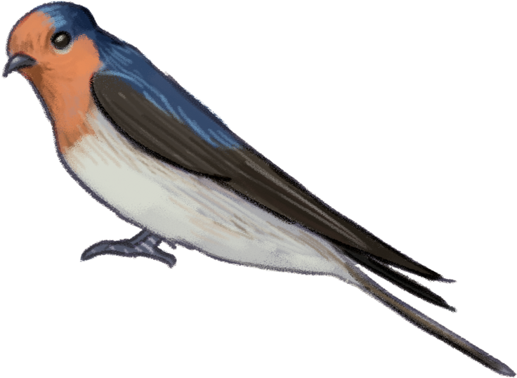 Welcome-swallow - Welcome Swallow (1000x1004), Png Download