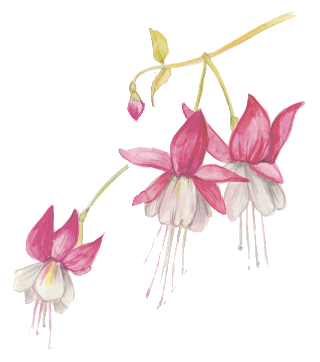 White Flower Withered Transparent Decorative - Portable Network Graphics (1024x915), Png Download