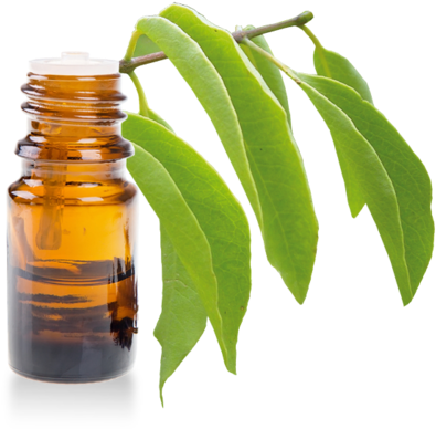 Read More - Sandalwood Oil Png (500x500), Png Download