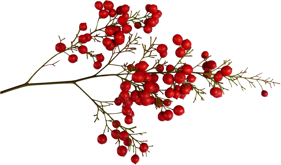 Berries, Red, Plant - Red Berries Tree Png (960x541), Png Download