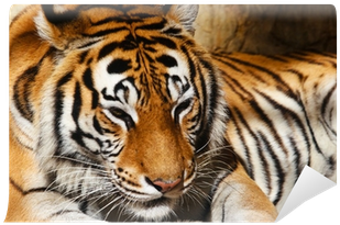 Siberian Tiger (400x400), Png Download