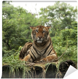 Bengal Tiger (400x400), Png Download