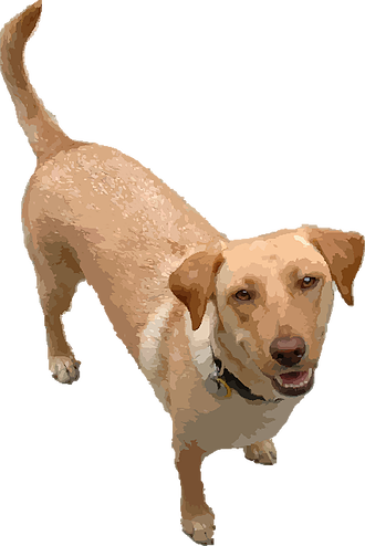 Kaeli's Kaws In-home Pet Sitting - Companion Dog (330x494), Png Download