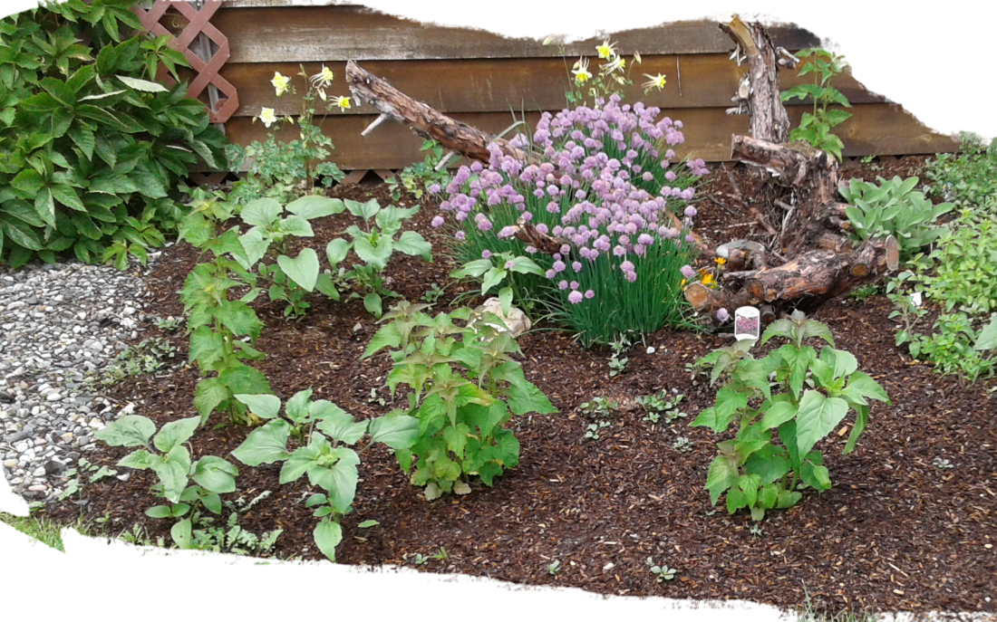 Japanese Anemone (1100x687), Png Download