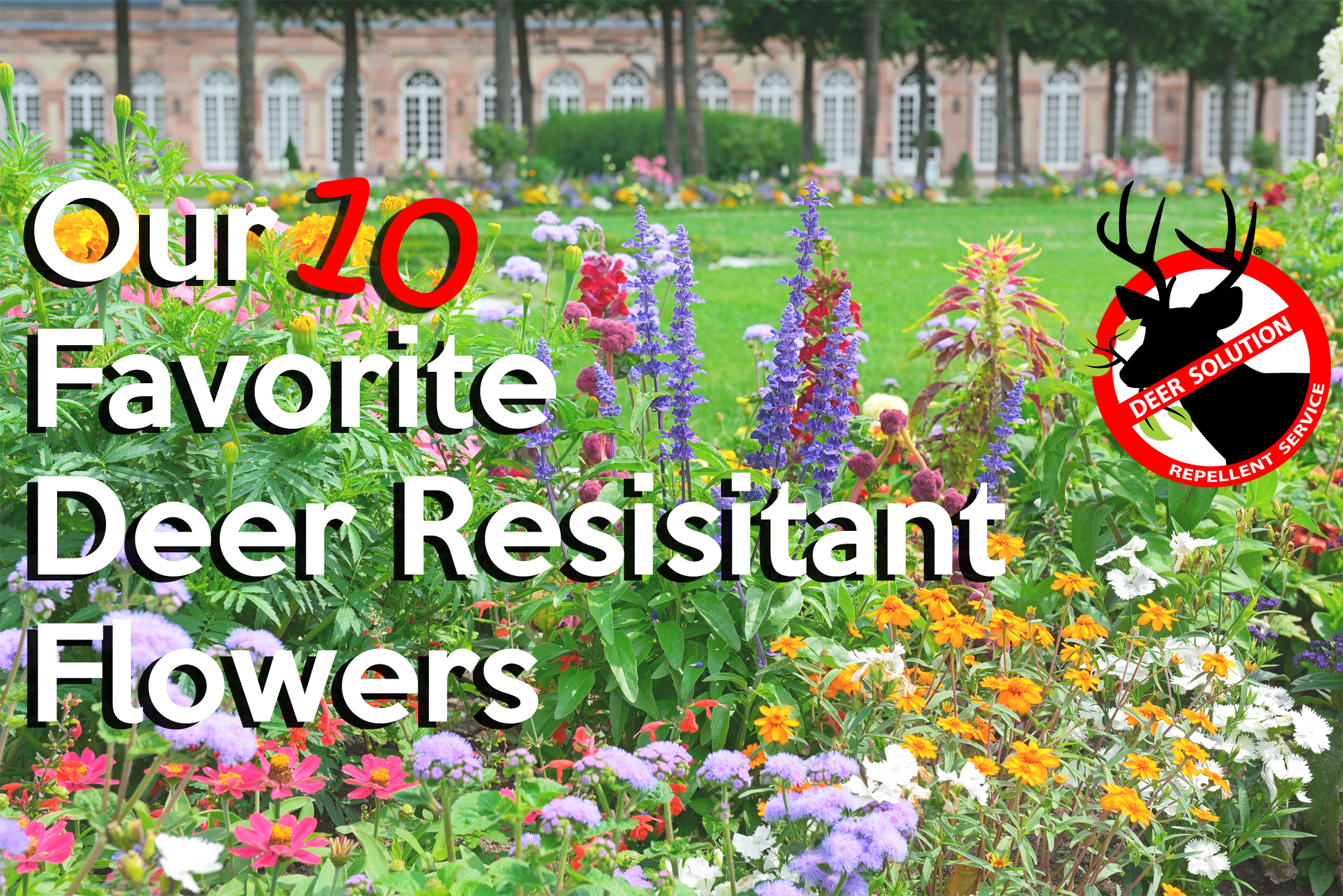 Blossoming Flowerbeds (2000x1335), Png Download