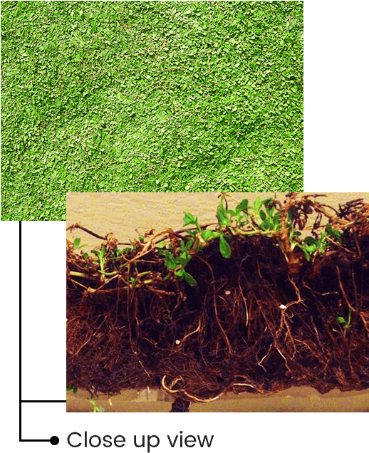 Effective Weed Control - Lawn (600x730), Png Download