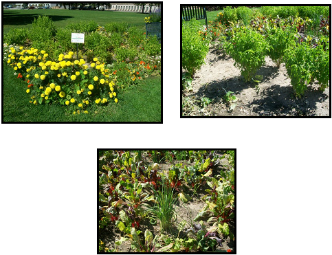 Picture - Winter Aconite (483x371), Png Download